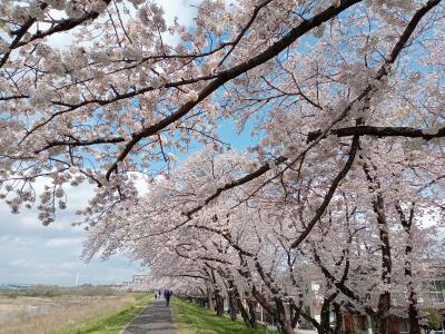 福生２０２３桜