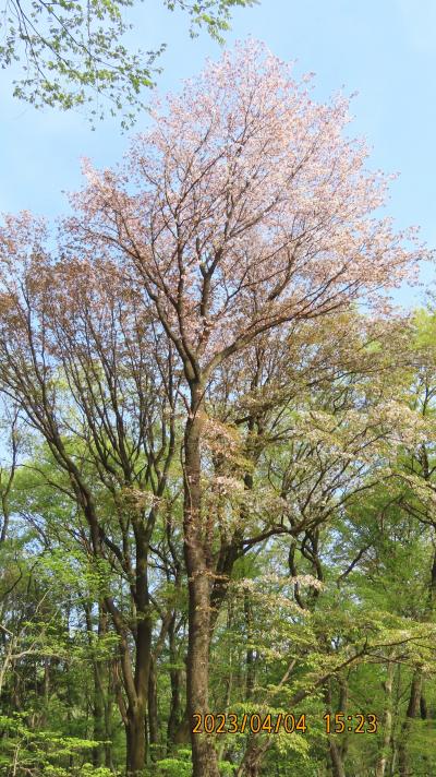 森のさんぽ道で山桜見物