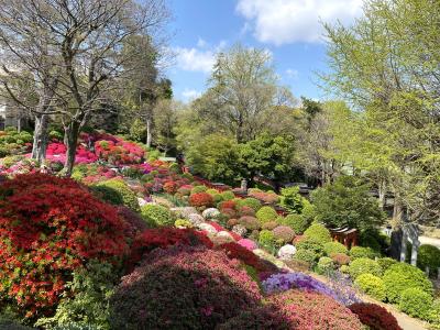 春だ！花見だ！イベントだ！花の開花が早すぎて･･･根津神社「つつじ祭り＆切り絵御朱印」