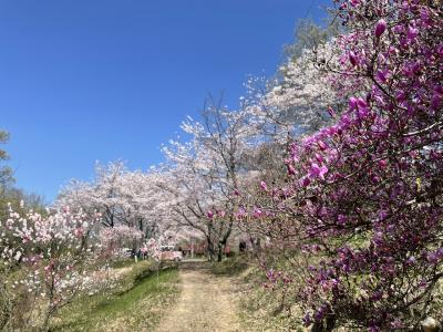 桜　2023 その2