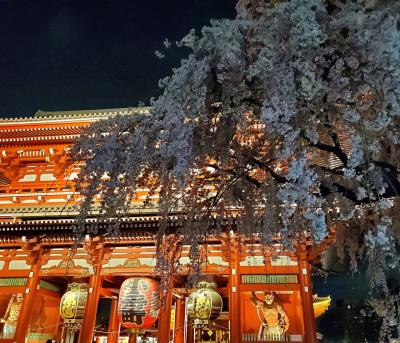 Spring Flowers Are Blooming!　　東京あちこち花巡り。