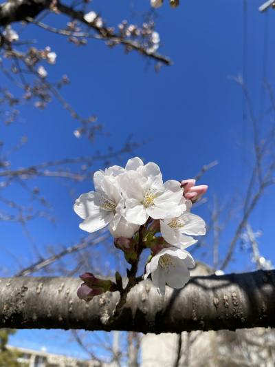 桜　2023 その1