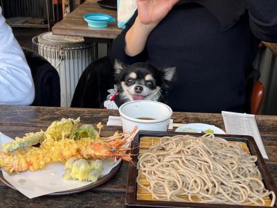 軽井沢で愛犬と楽しむ1泊2日　レジーナリゾート御影用水に宿泊　川上庵セルクル　わんこファースト旅