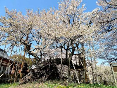 団塊夫婦の桜巡りドライブ(2023ハイライト)一ぎりぎり間に合った山高神代桜＆わに塚の桜