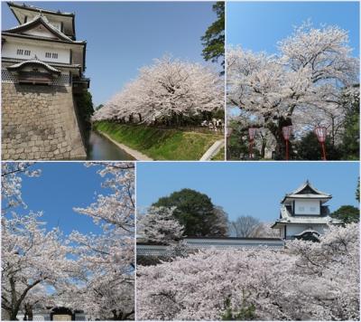 桜満開の金沢（２）滝亭の食事＆兼六園と金沢城でお花見