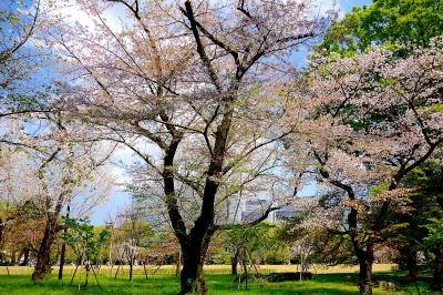 2023年東京での花見