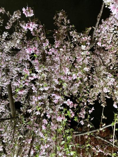 桜が咲いた。花。（　横浜の旅＋私の部屋　）