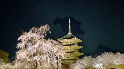 早すぎる桜の開花になんとか間に合った今年の桜 ①