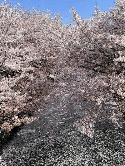 伏見の水辺に桜舞う