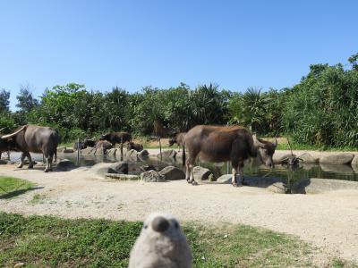 ゴエモン　in 石垣島　Part2