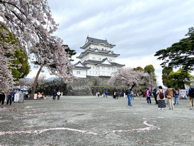 今年のサクラ見納めかな《小田原おでんサミット》