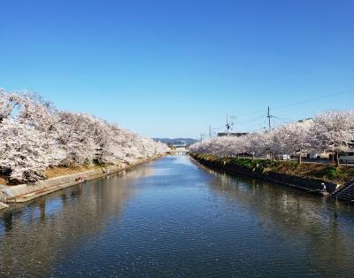 2023年花便り・久御山東一口巨椋池排水機場前川堤桜並木アテンド