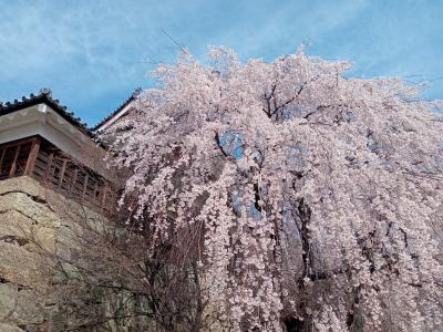 北信越２０２３春旅行記　【１】上田城跡公園１