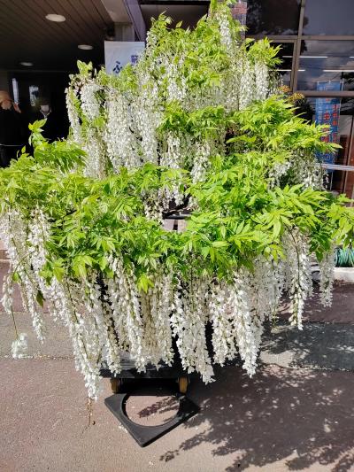 旧藤島町のふじの花まつり