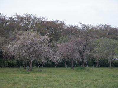 Ｅ　ＡＰＲ　２０２３　　「東國三社巡り＋α・・・・・⑥鹿島城山公園」