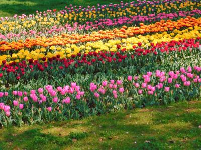 昭和記念公園のチューリップを見に行った　きれいな花に会えてうれしかったニャン！