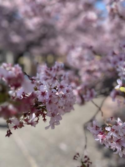 日本三大桜の名所：高遠桜