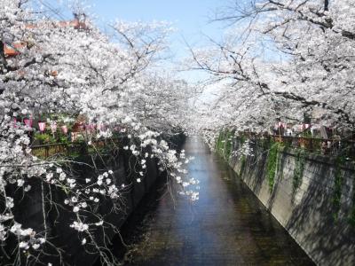 ２０２３年３月　目黒川の桜を見に行きました。(散歩です)