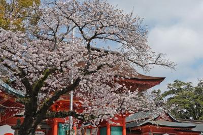 富士山本宮浅間大社で桜見物 2023.03.28