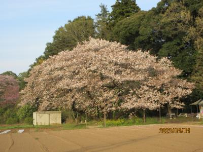 七十二候・雷乃発声（かみなりすなわちこえをはっす）：鳥見（とみ）神社・三度見の桜と吉高の大桜を期待して訪れた。