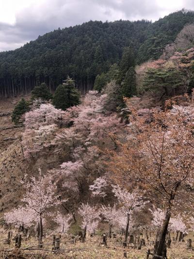 初！吉野の桜を見に来たらピークを過ぎてた(^_^;)
