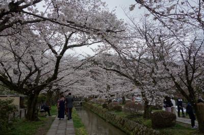 京都訪問2023④（白河疎水を彩る満開の桜を見ながら、蹴上インクラインまで南下：京都市・哲学の道、大豊神社、南禅寺、蹴上インクライン）