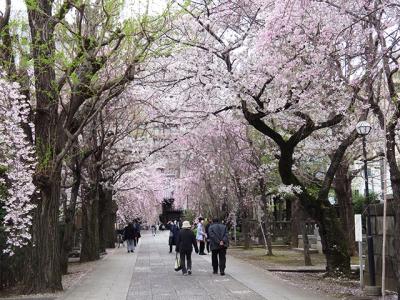 やはり少し遅かった≪吉祥寺のしだれ桜≫