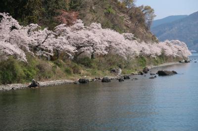 海津大崎の桜2023年