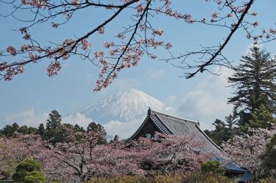 大石寺で桜見物 2023.04.03