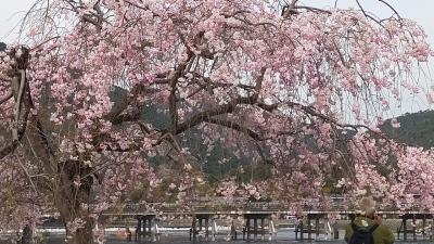 嵐山から満開の桜を求めて②