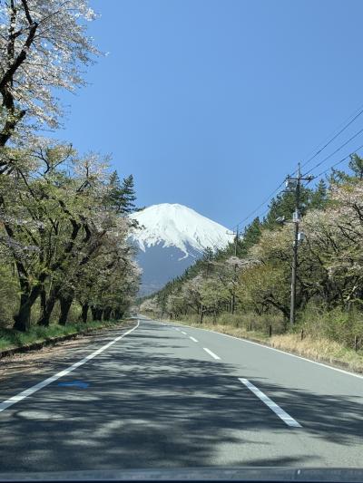 春の富士山を愛でる旅
