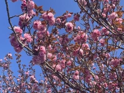 毎月旅行④4月再びの奈良旅行　吉野編