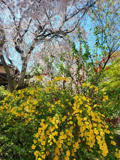 花盛り「原谷苑」