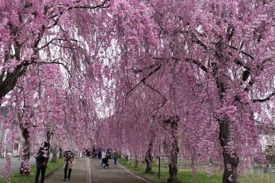 8か15か22か？花弁か雪か？日中線しだれ桜並木、ついでに会津旅〈喜多方〉