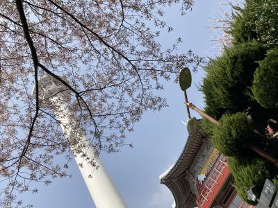 桜満開！! 韓国3泊4日 女一人旅４【釜山タワー → 帰国、お土産編】