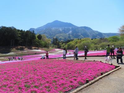 羊山公園と芝桜