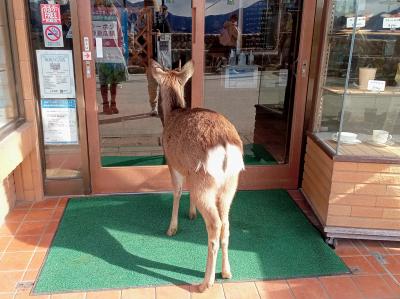 お店に入りたいけど入れない、これはシカたない！！！