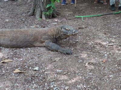 春旅コモド島でコモドドラゴンとバリ島でエレファントライド②～ついにコモド島へ～