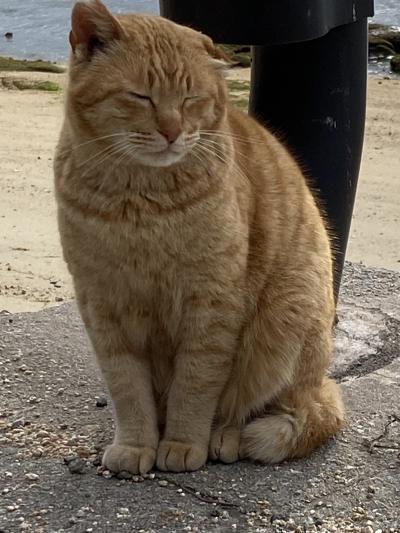 2/22 にゃんにゃんにゃん、ねこの日イベントに行ってきたよん♪