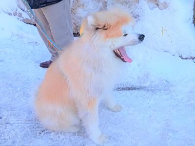 安全第一ヘルメット着用の秋田犬と真っ白ハンバーグに三角形目玉焼き！！！