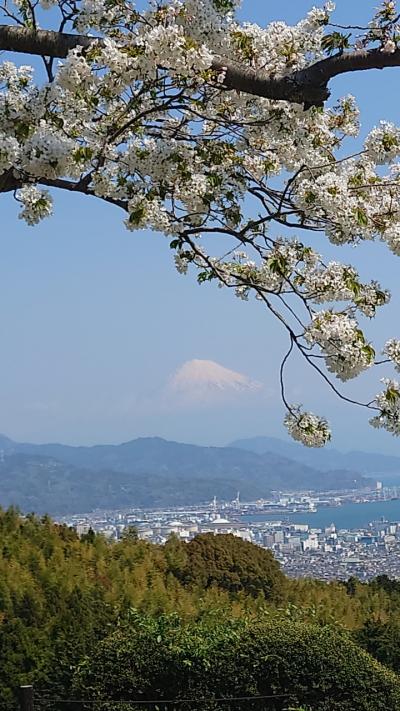 静岡　3の③　清水港でマグロ丼　日本平で桜と富士と東照宮