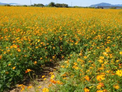 ２０２２年１０月　花の海でキバナコスモスとフジバカマを見る。みちしおでランチ。