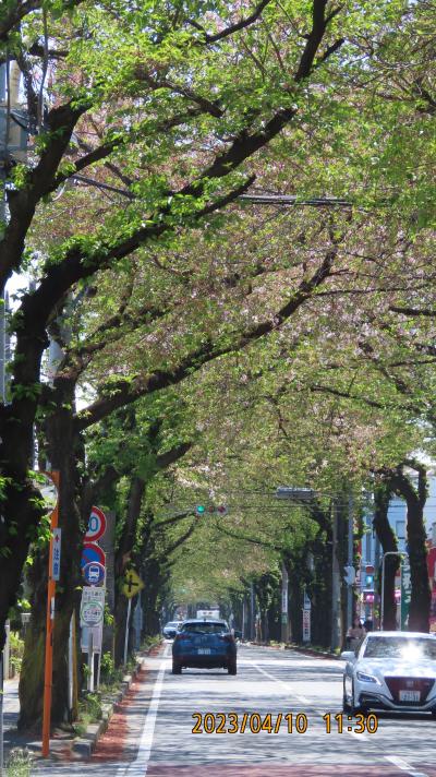 桜トンネルの現在の姿