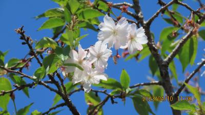 久し振りに冬桜を見ました