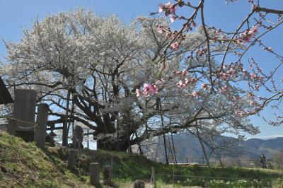 荘厳“千年の時を超えて生き続ける日本三大神代桜”