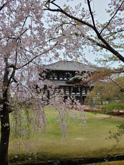 ひとり奈良旅吉野の桜