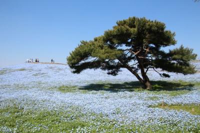 ひたち海浜公園　～　スイセン、菜の花、ネモフィラ、チューリップ