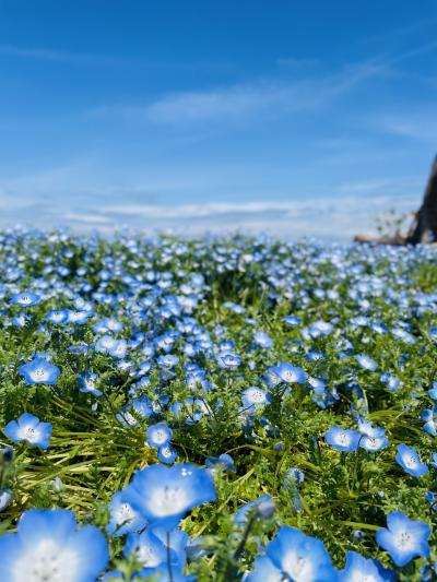 志々島へ行こう