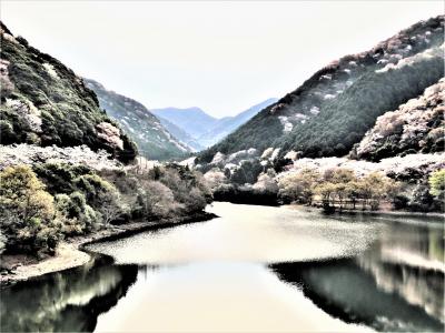 ２０２３年３月　淡路島の桜を追います！