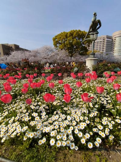 鶴舞公園で、昼は桜とチューリップ、夜はライブイベントで1日過ごしました（楽）